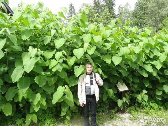 Рейнутрия сахалинская фото и описание кустарника Горец сахалинский, сибирский бамбук купить в Сергиевом Посаде Товары для дома и 