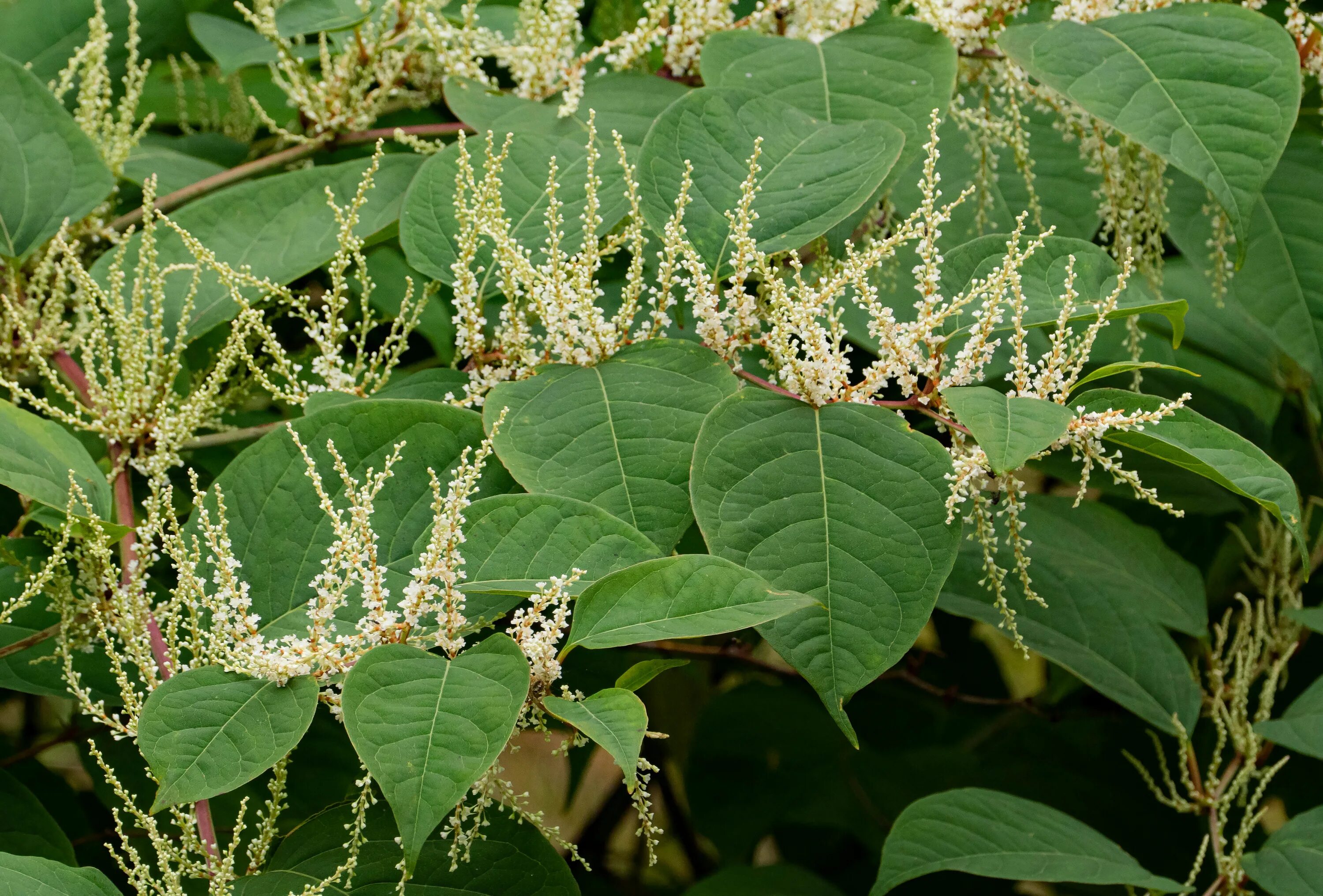 Рейнутрия сахалинская фото и описание кустарника File:Reynoutria japonica in Brastad 7.jpg - Wikimedia Commons