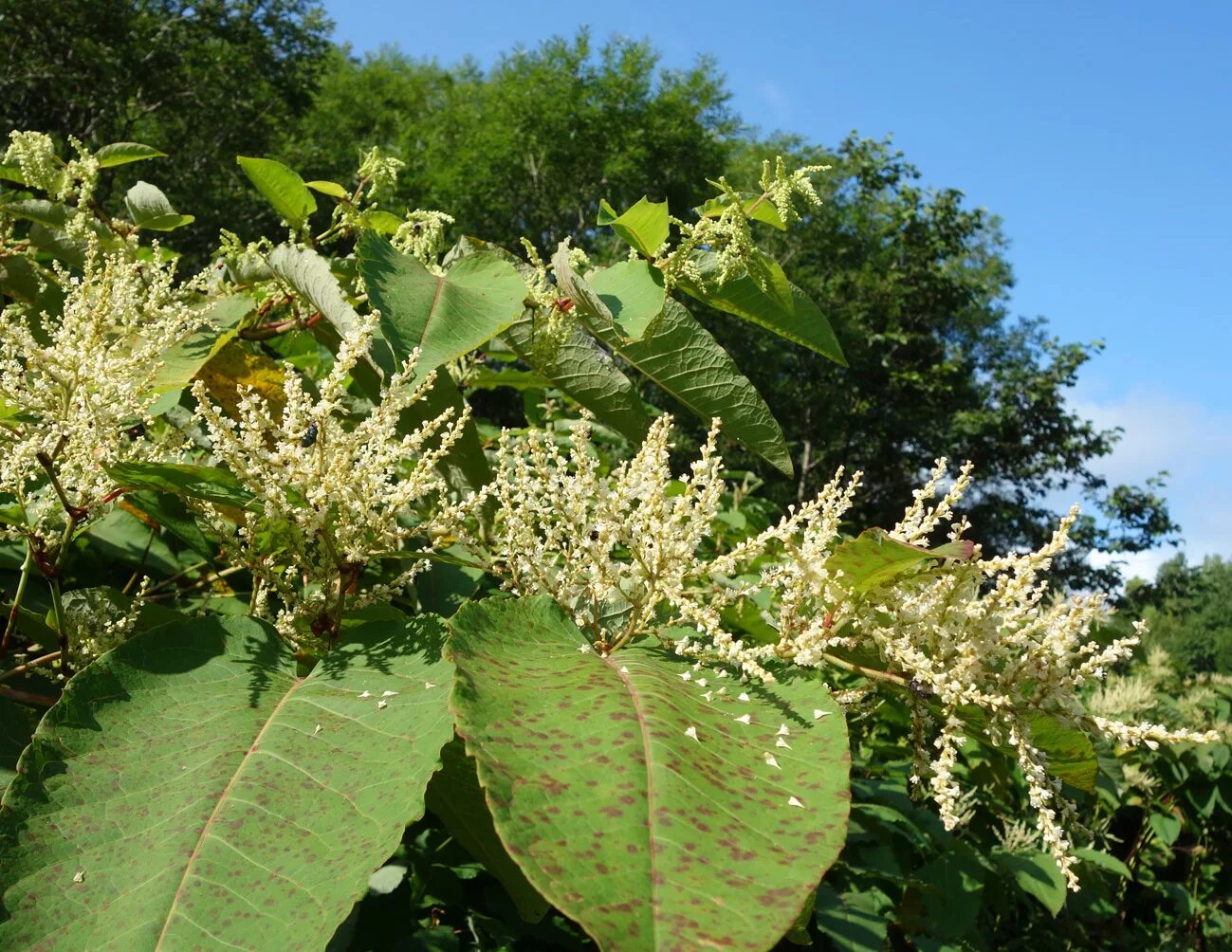 Рейнутрия сахалинская фото и описание кустарника посадка Reynoutria sachalinensis - Изображение особи - Плантариум