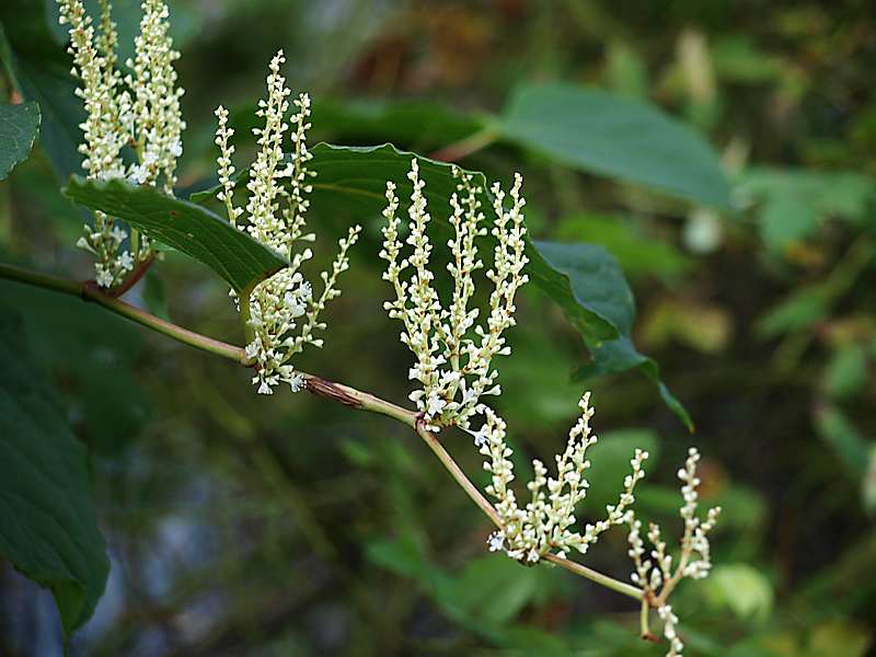 Рейнутрия японская фото и описание кустарника Reynoutria japonica - Image of an specimen - Plantarium