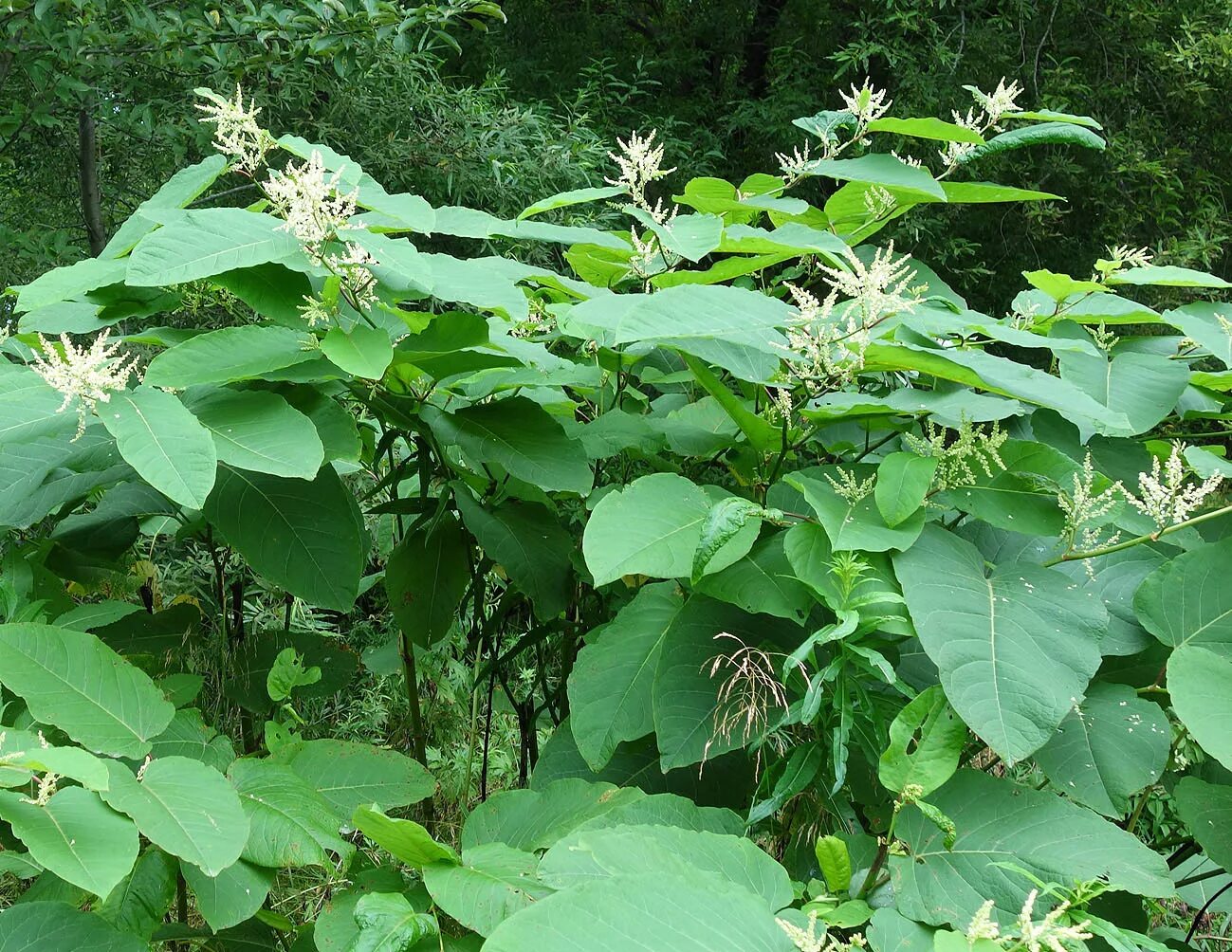 Рейнутрия японская фото и описание кустарника Reynoutria sachalinensis - Image of an specimen - Plantarium