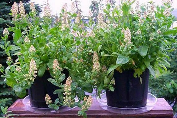 Резеда душистая фото цветов на клумбе Mignonette Reseda Odorata Rare 1200 Seeds Flower Scented - Etsy Reseda odorata, 