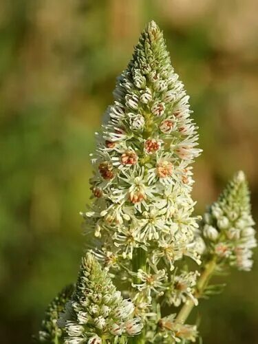 Резеда фото цветов 200 WHITE MIGNONETTE Reseda Alba VERY FRAGRANT Flower Seeds *Flat S/H eBay