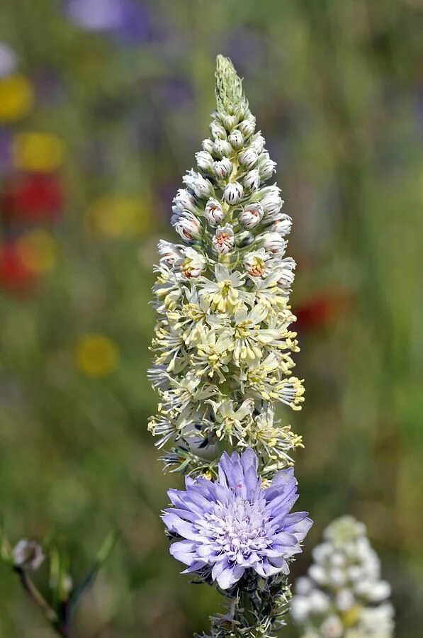 Резеда фото цветов Migonette Flower - Annual - ATTRACTS: Monarch Butterflies. Monarch butterfly hab