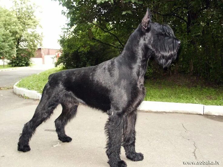 Резенштраусен собака фото Pin by Alex on Х Riesenschnauzer (Giant Schnauzer) Schnauzer breed, Giant schnau