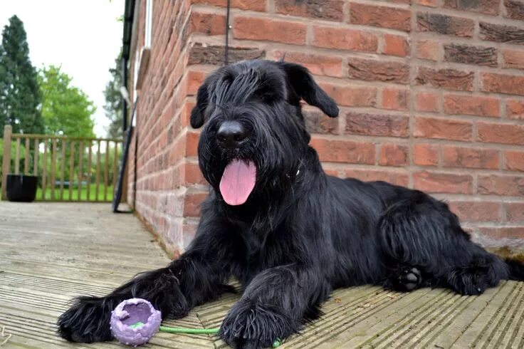 Резенштраусен собака фото Pin on Dogs rule! Dog breeds, Giant schnauzer, Schnauzer dogs