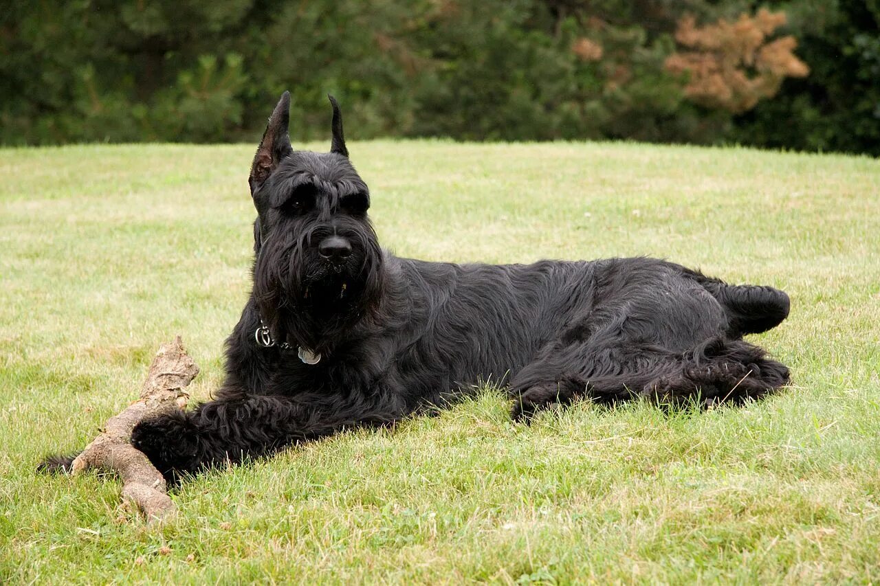 Резенштраусен собака фото Giant Schnauzer Raça de cachorro, Cães gigantes, Cães schnauzer