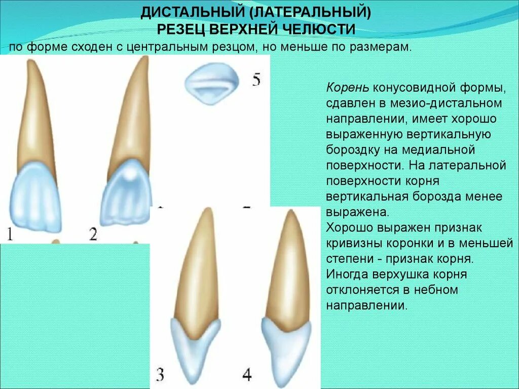 Резец токарный проходной упорный отогнутый 25х16х140 Т15К6 - купить в интернет-м