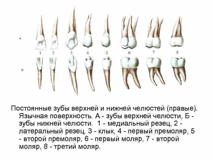 Резец зуб нижний как выглядит Корни в зубах схема