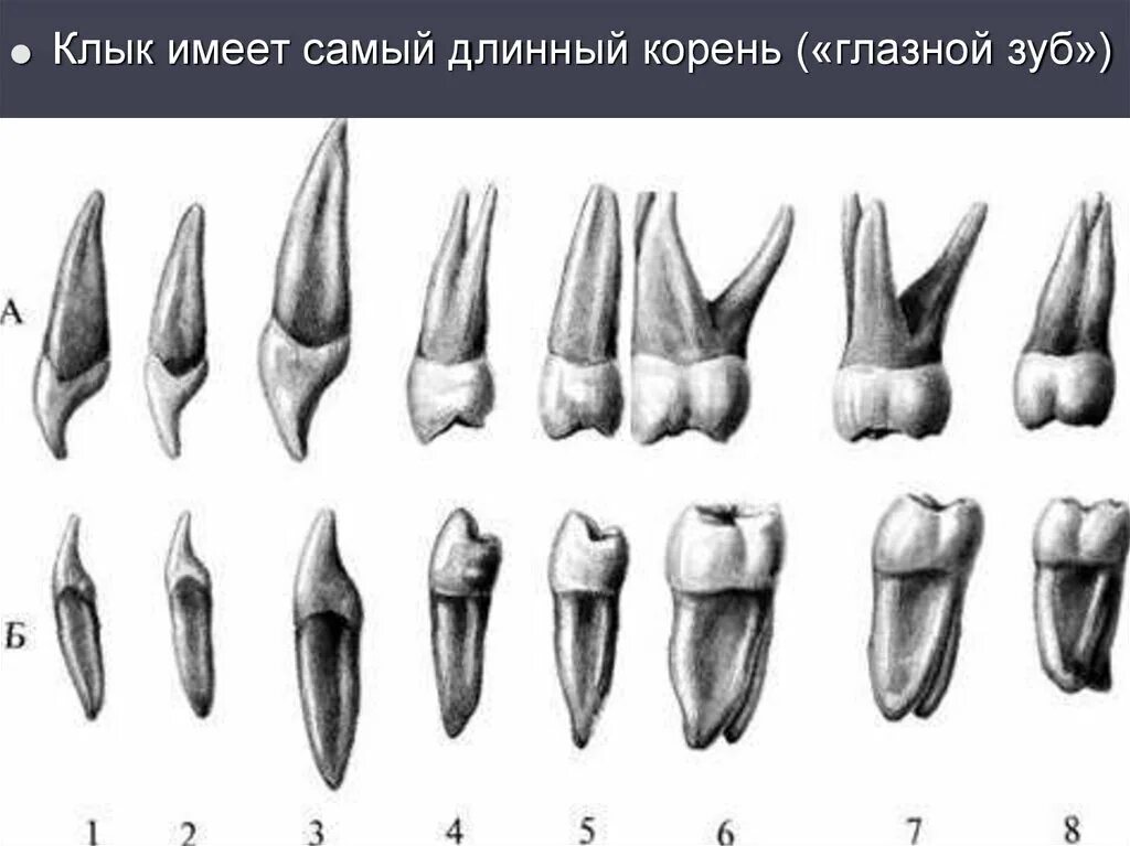 Резец зуб нижний как выглядит Резец второй зуб