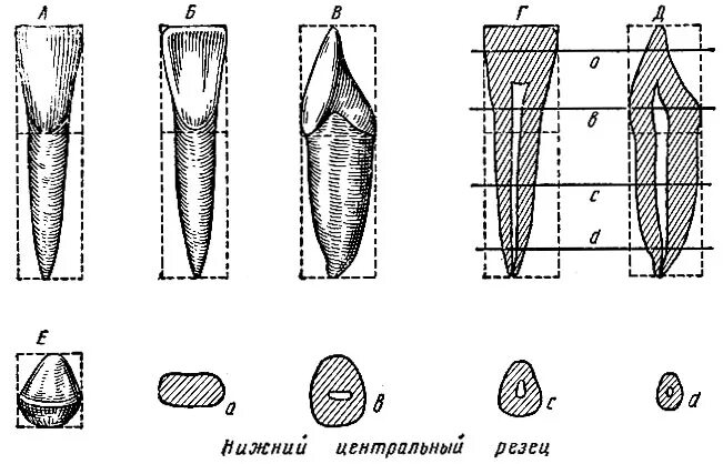 Резец второй зуб