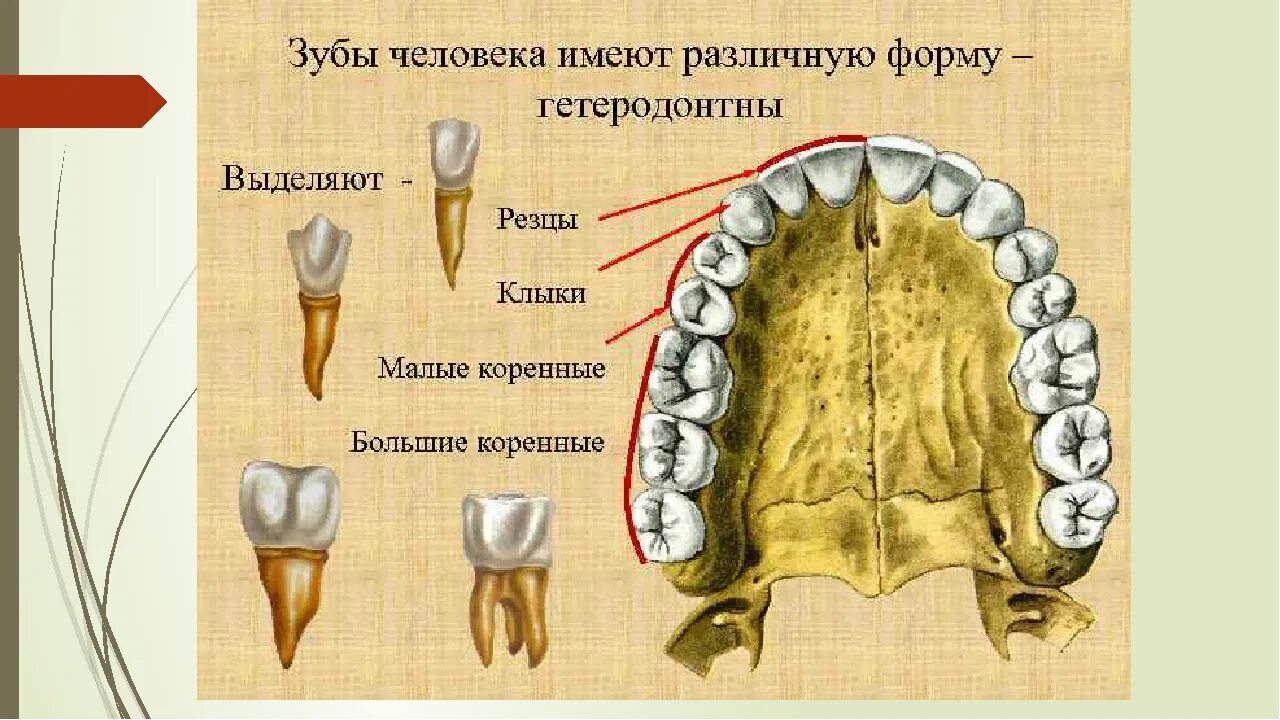 Резец зуб нижний как выглядит Большие резцы