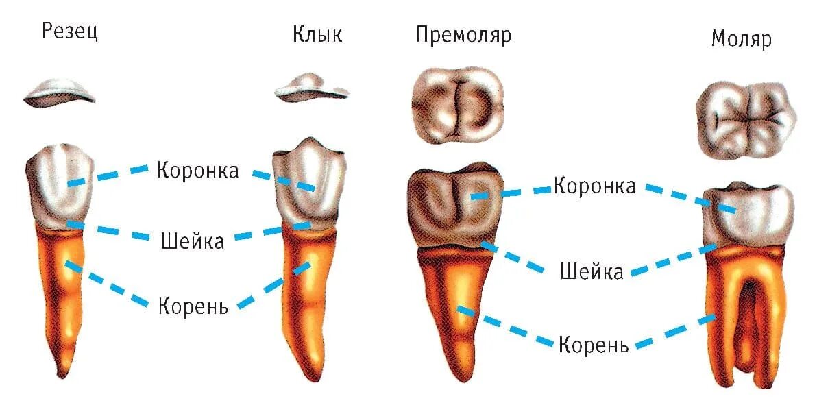 Резец зуб нижний как выглядит Зубы человека - анатомия, строение и виды зубов