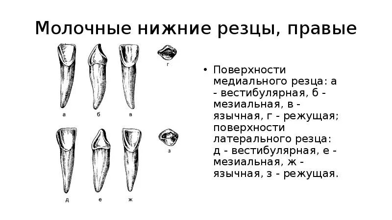 Резец зуб нижний как выглядит Верхние и нижние резцы: найдено 89 изображений