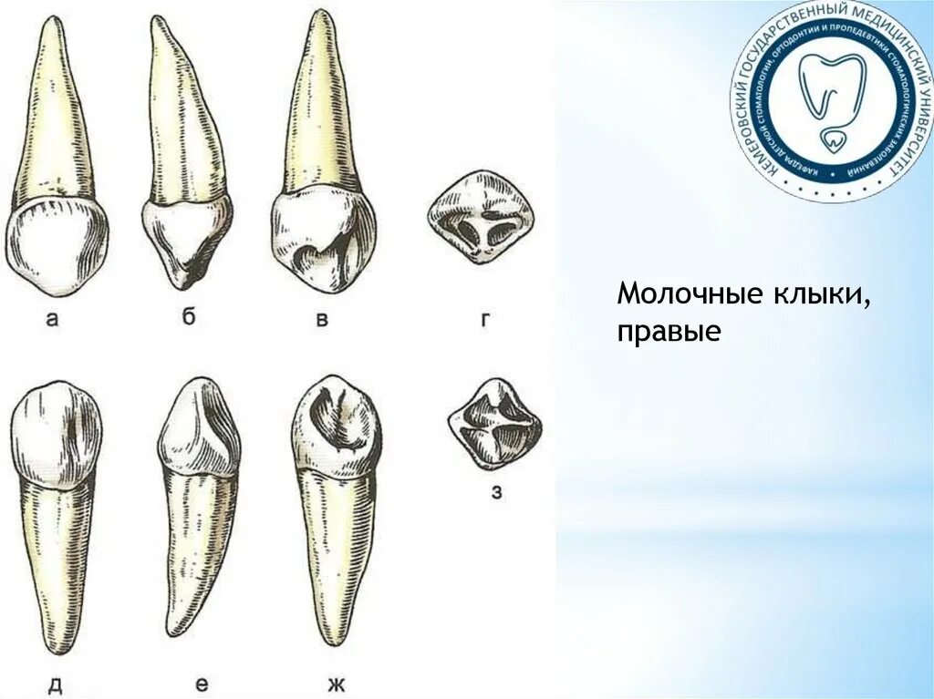 Резец зуб нижний как выглядит Резец второй зуб