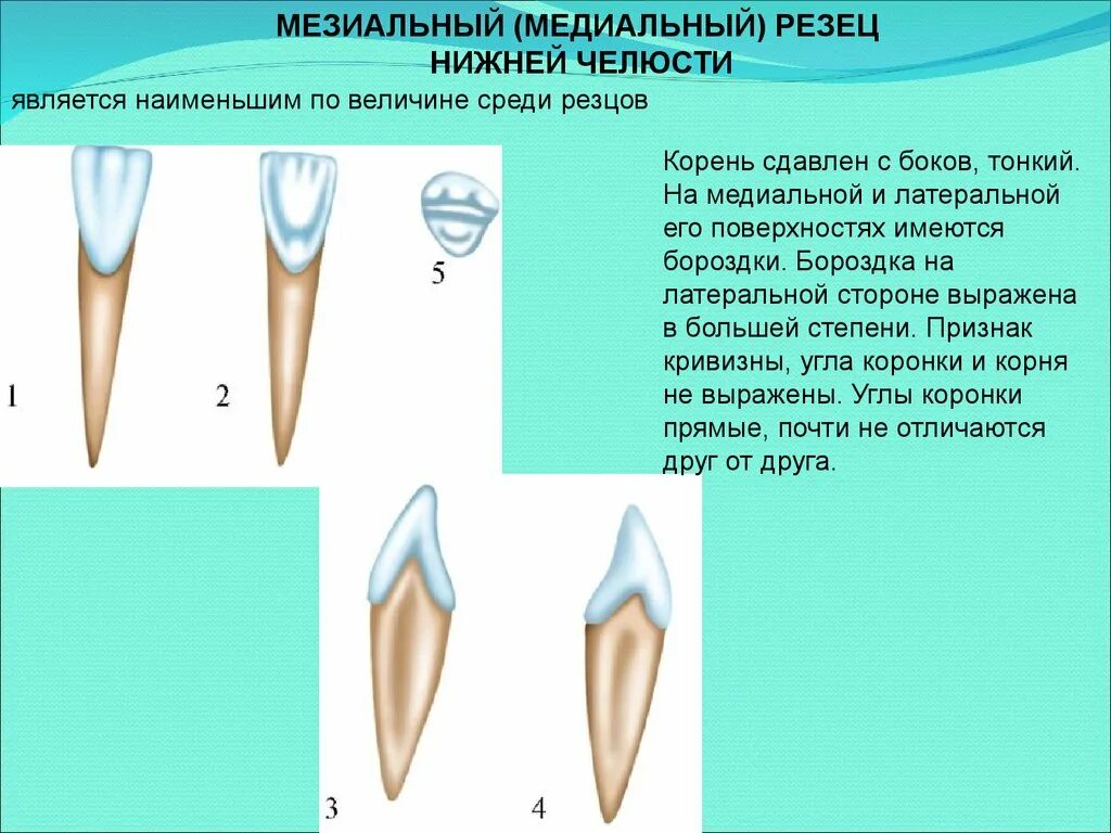 Резец зуб нижний как выглядит Картинки ХОРОШО РАЗВИТЫЕ РЕЗЦЫ ИМЕЮТ