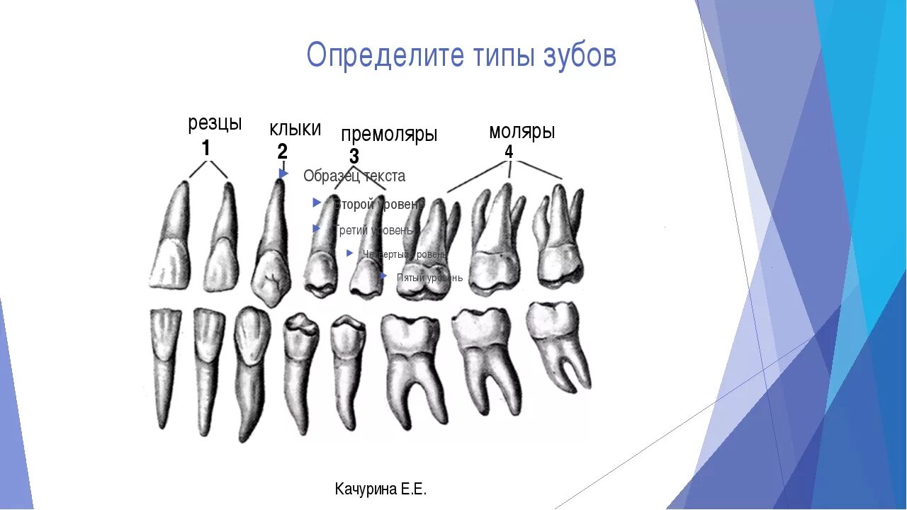 Резец зуб верхний фото 2 резца 1 клык