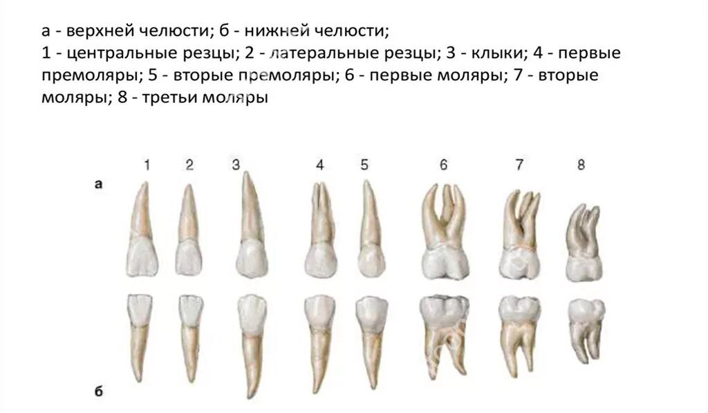 Резец зуб верхний фото Сколько корней и каналов в резцах, клыках, премолярах и молярах