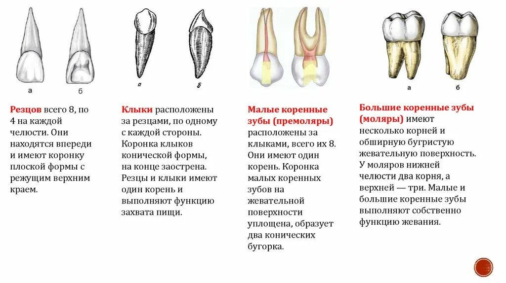 Резец зуб верхний фото Коренные резцы