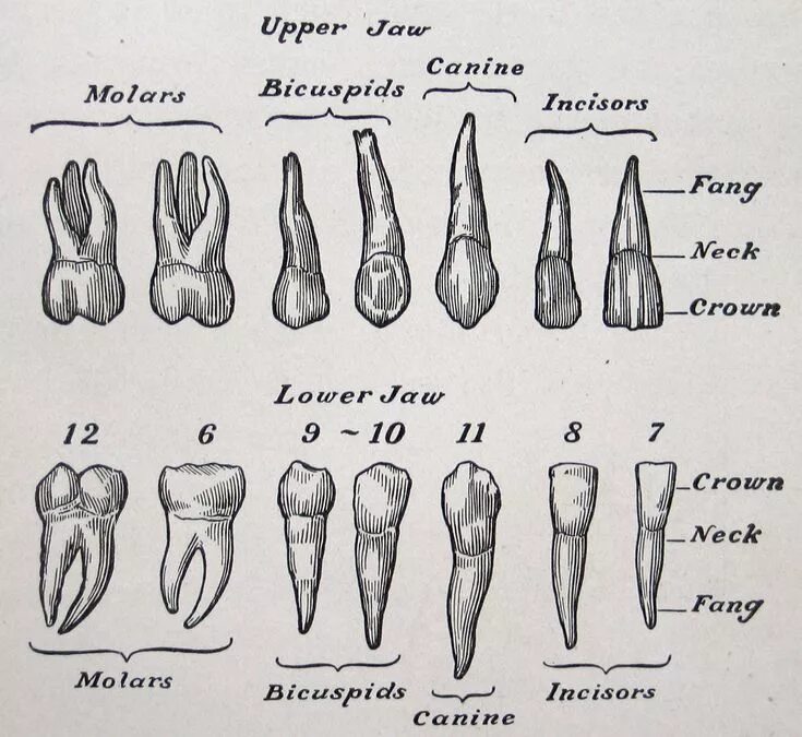 Резец зуб верхний фото teeth, vintage anatomical illustration, from The Human Body & Health, 1910 (via 