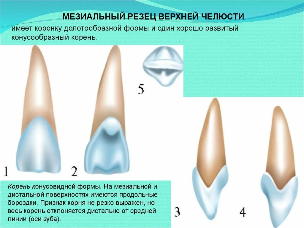 Резец зуб верхний фото Проекции зуба: найдено 90 картинок