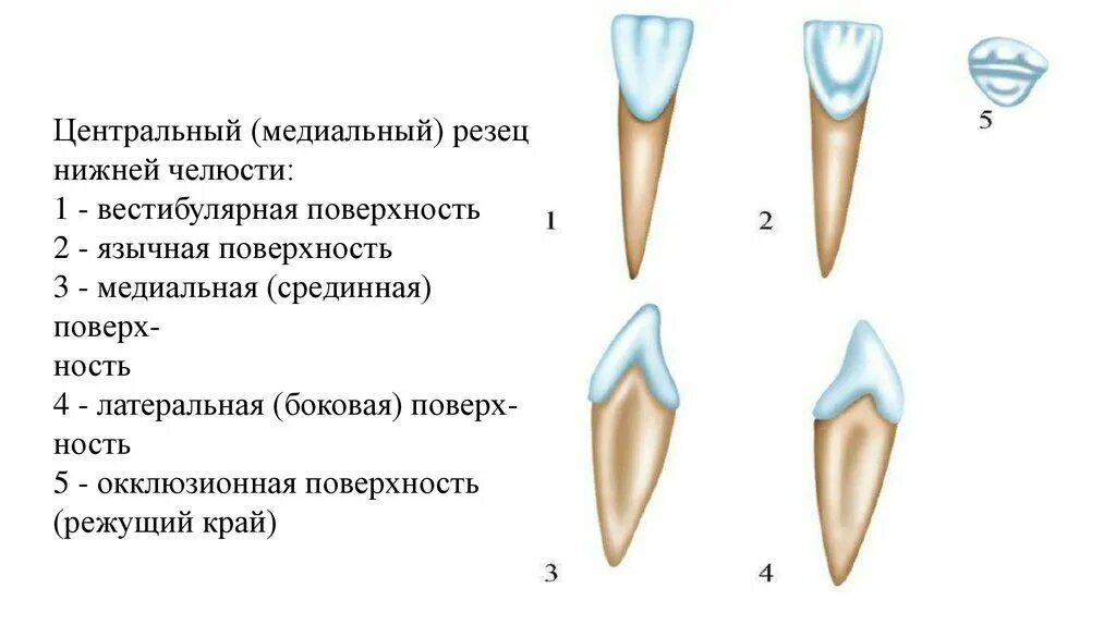 Резец зуб верхний фото Стороны зуба