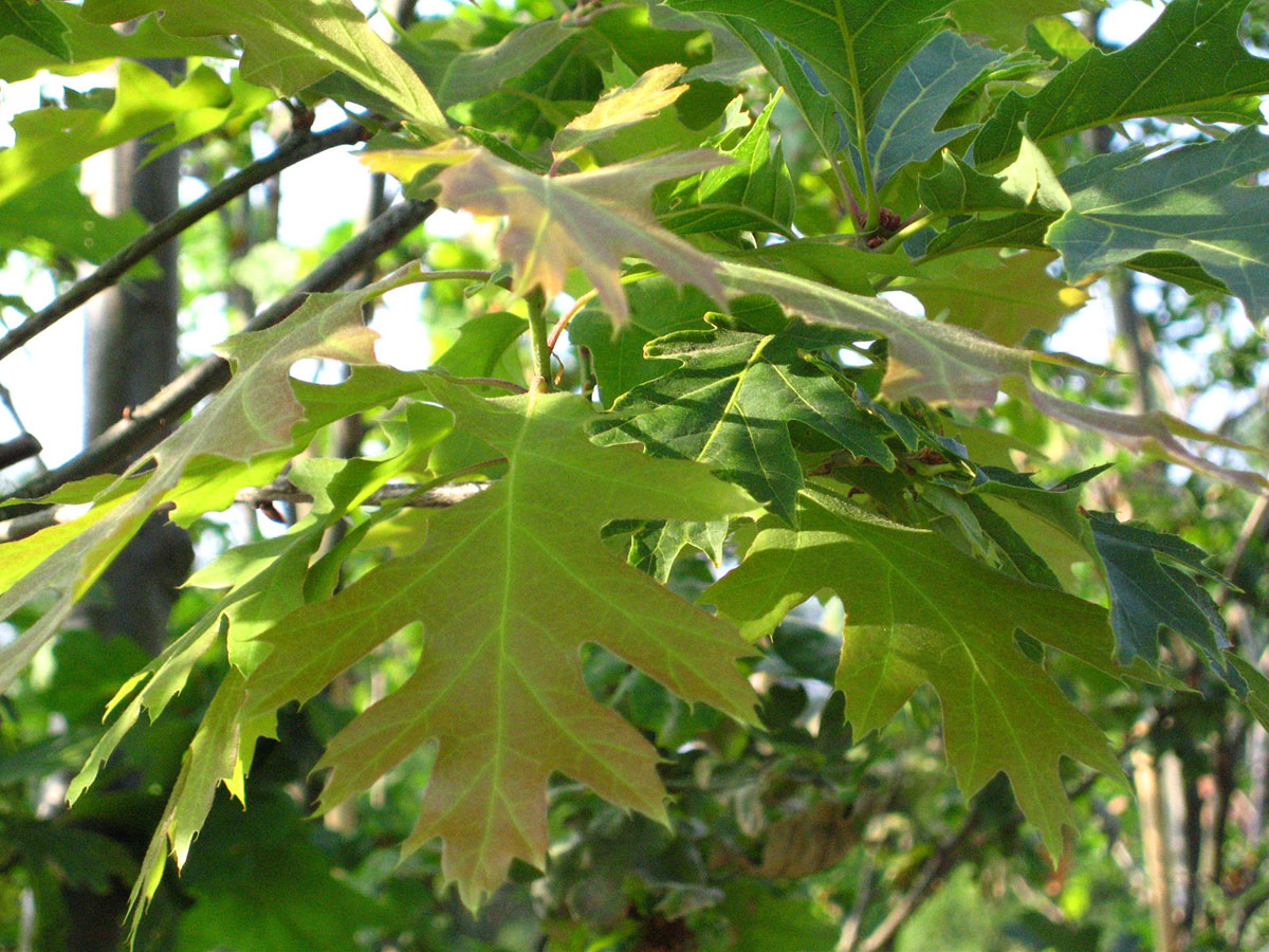 Резные листья фото A -Z of Garden Trees: Q is for Quercus rubra Old School Garden