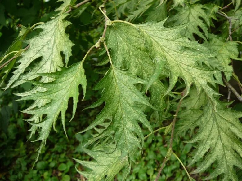 Резные листья фото Alnus incana f. acuminata - Image of an specimen - Plantarium