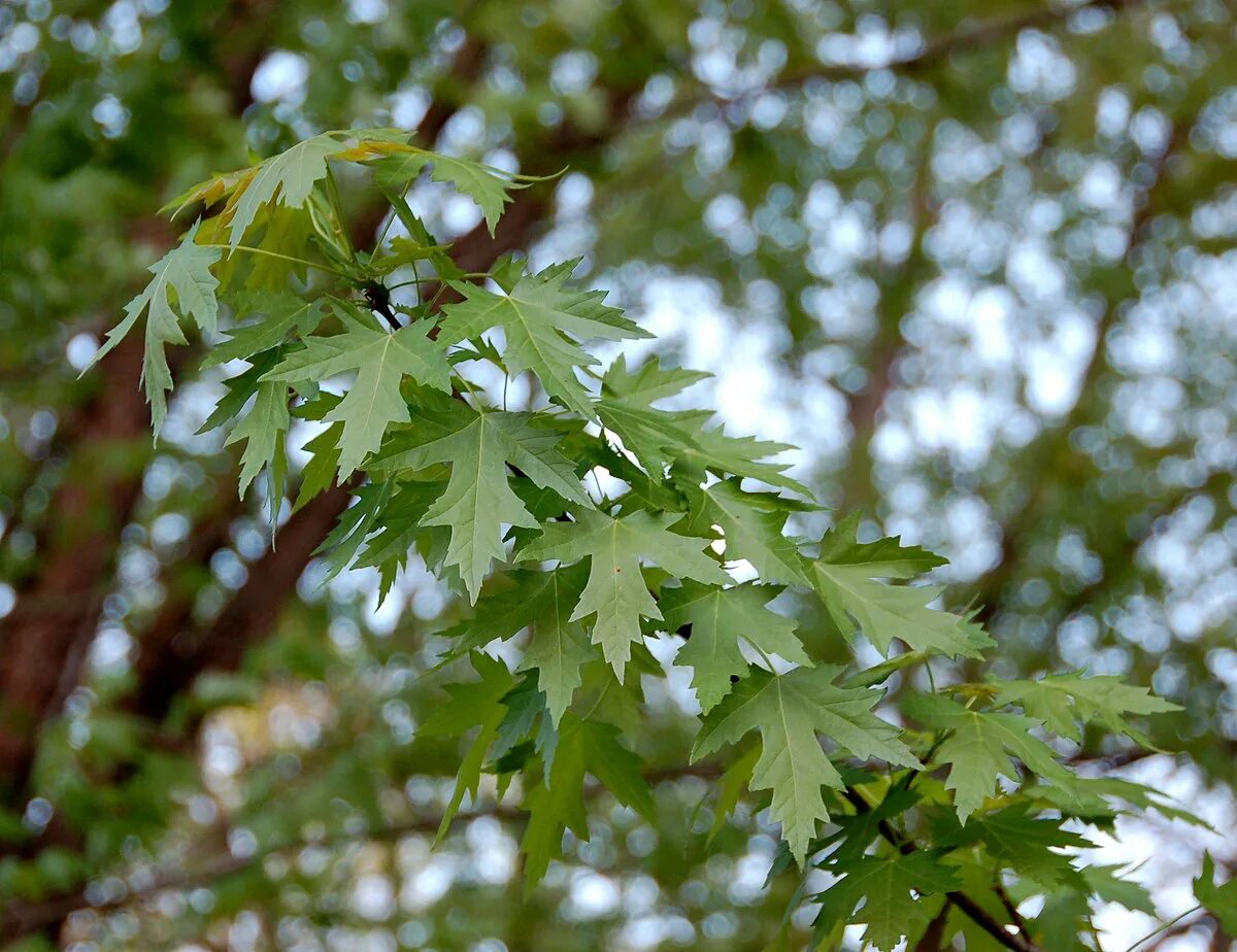 Резные листья фото File:Silver Maple Acer saccharinum Leaves 2598px.jpg - Wikipedia