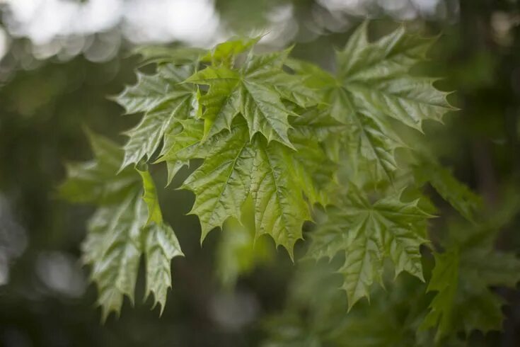 Резные листья фото #green #leaf #leafs #maple Green, Green leaves, Cool wallpaper