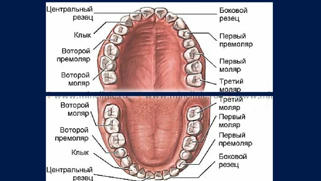 Резцы фото зубы где Болезни твердых тканей зуба, пульпы, периодонта, - презентация