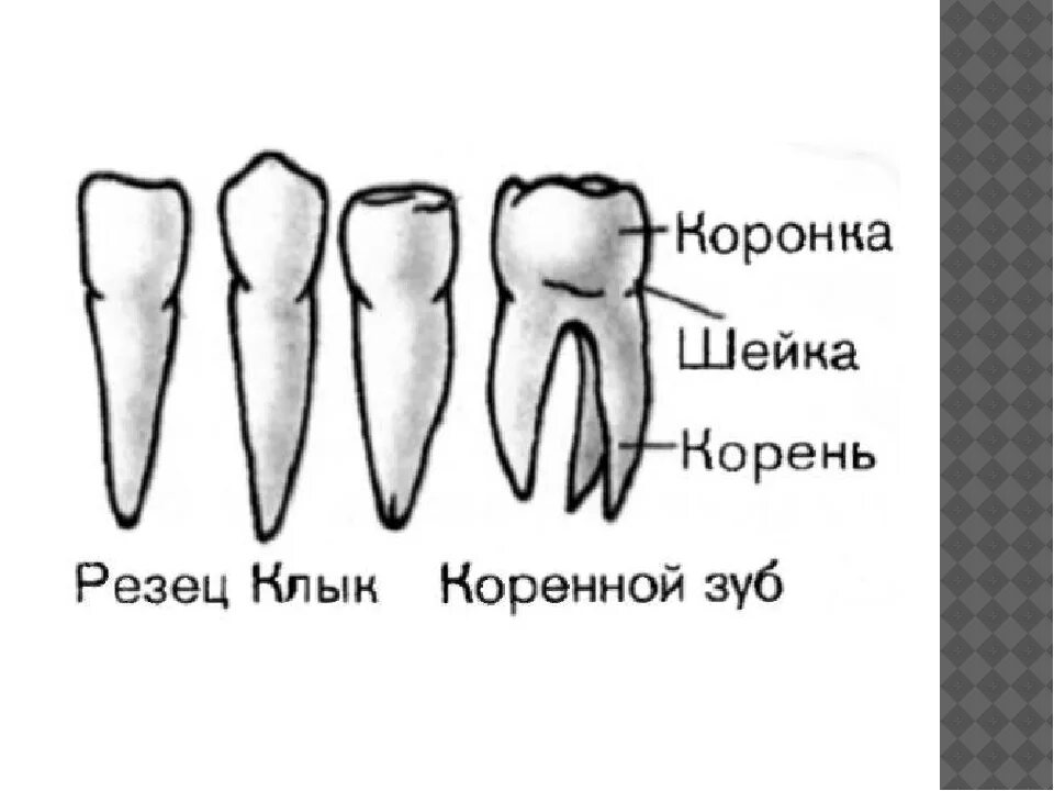 Резцы фото зубы где Сколько резцов