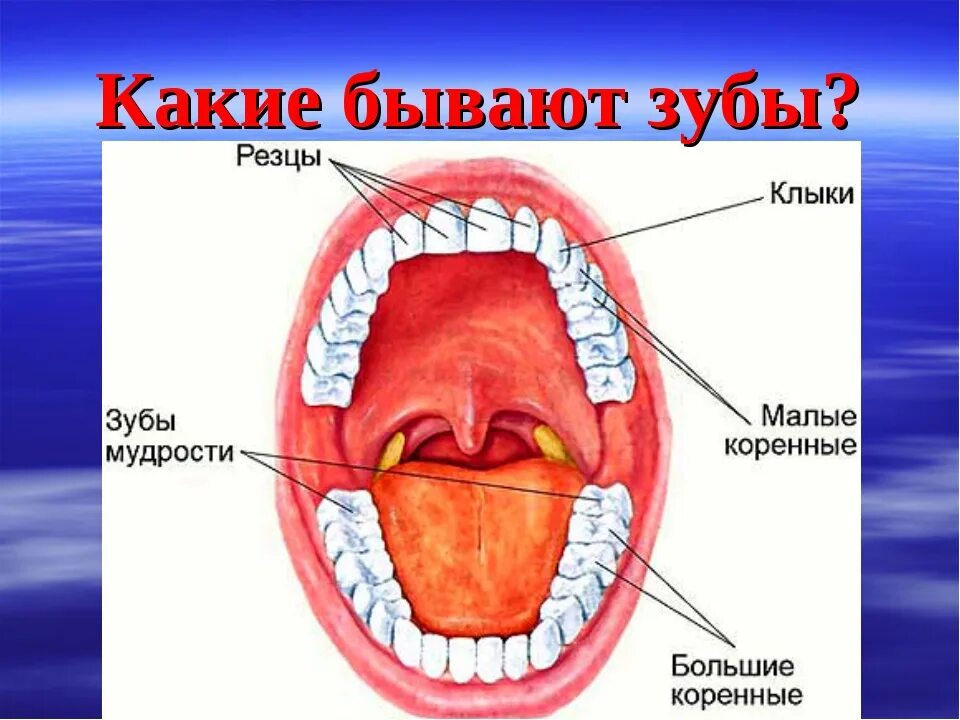 Резцы фото зубы где Коренные резцы