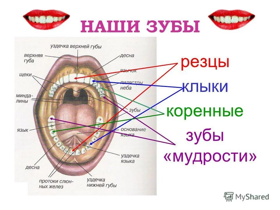 Презентация по биологии на тему "Пищеварение в ротовой полости"