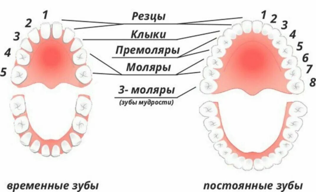 Резцы фото зубы где Что сделать, если у подростка в 15-16 лет моляры трескаются, и сколько раз они р