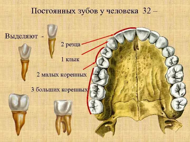 Резцы фото зубы где КТ зубов - Виды КТ