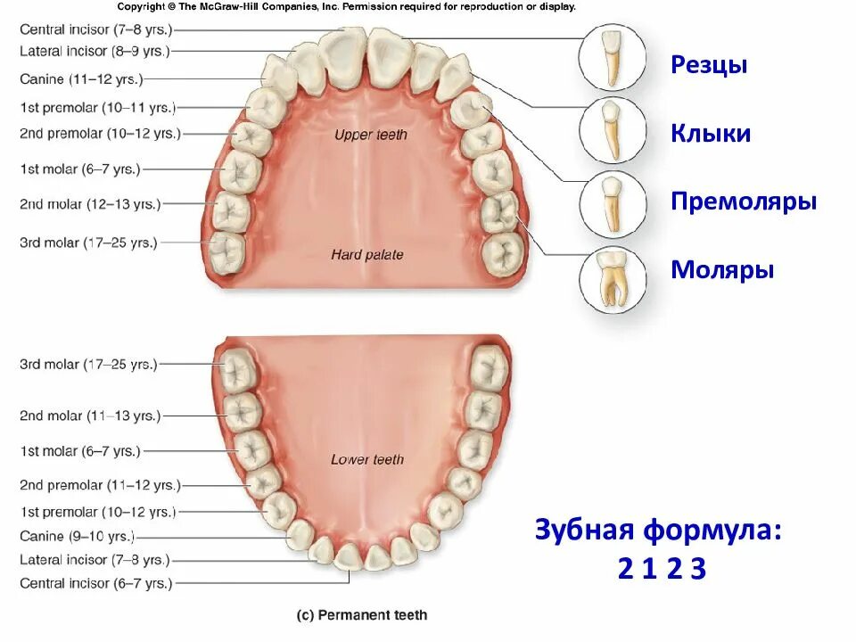 Резцы фото зубы где Резец второй зуб