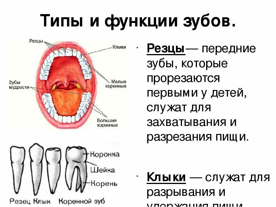 Резцы фото зубы где Зачем нам нужны передние зубы, если, как правило, мы жуем пищу боковыми зубами?"