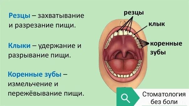 Резцы фото зубы где Семейная стоматология без боли" находится по адресу: Заводской район: пр.Энтузиа