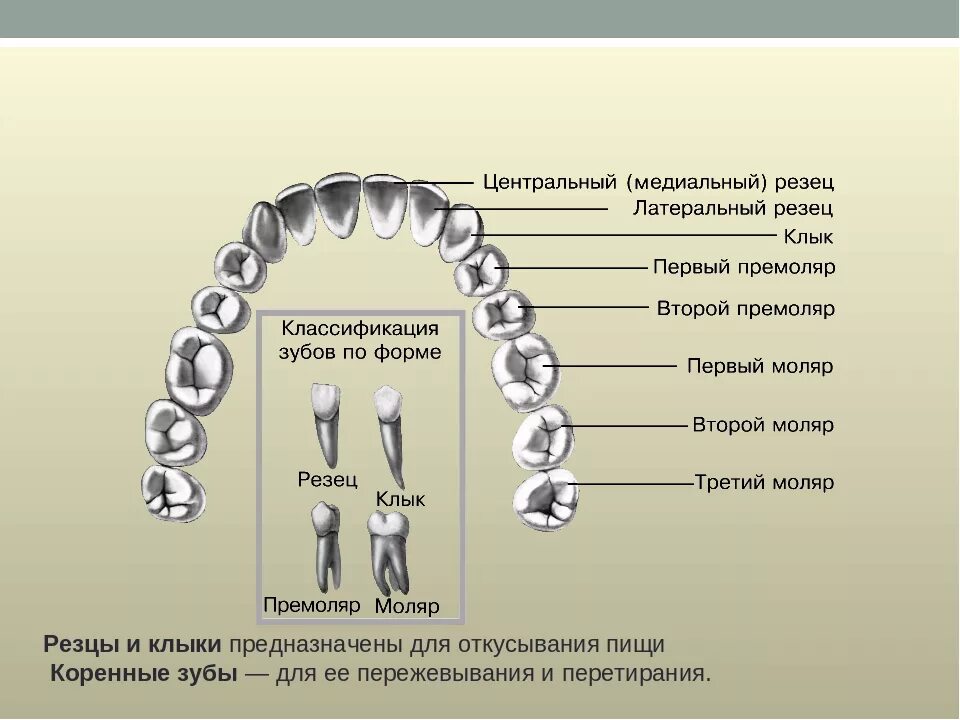 Резцы фото зубы где Большие резцы