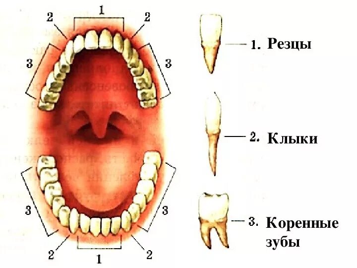 Резцы фото зубы где Презентация по биологии на тему "Пищеварение в ротовой полости"