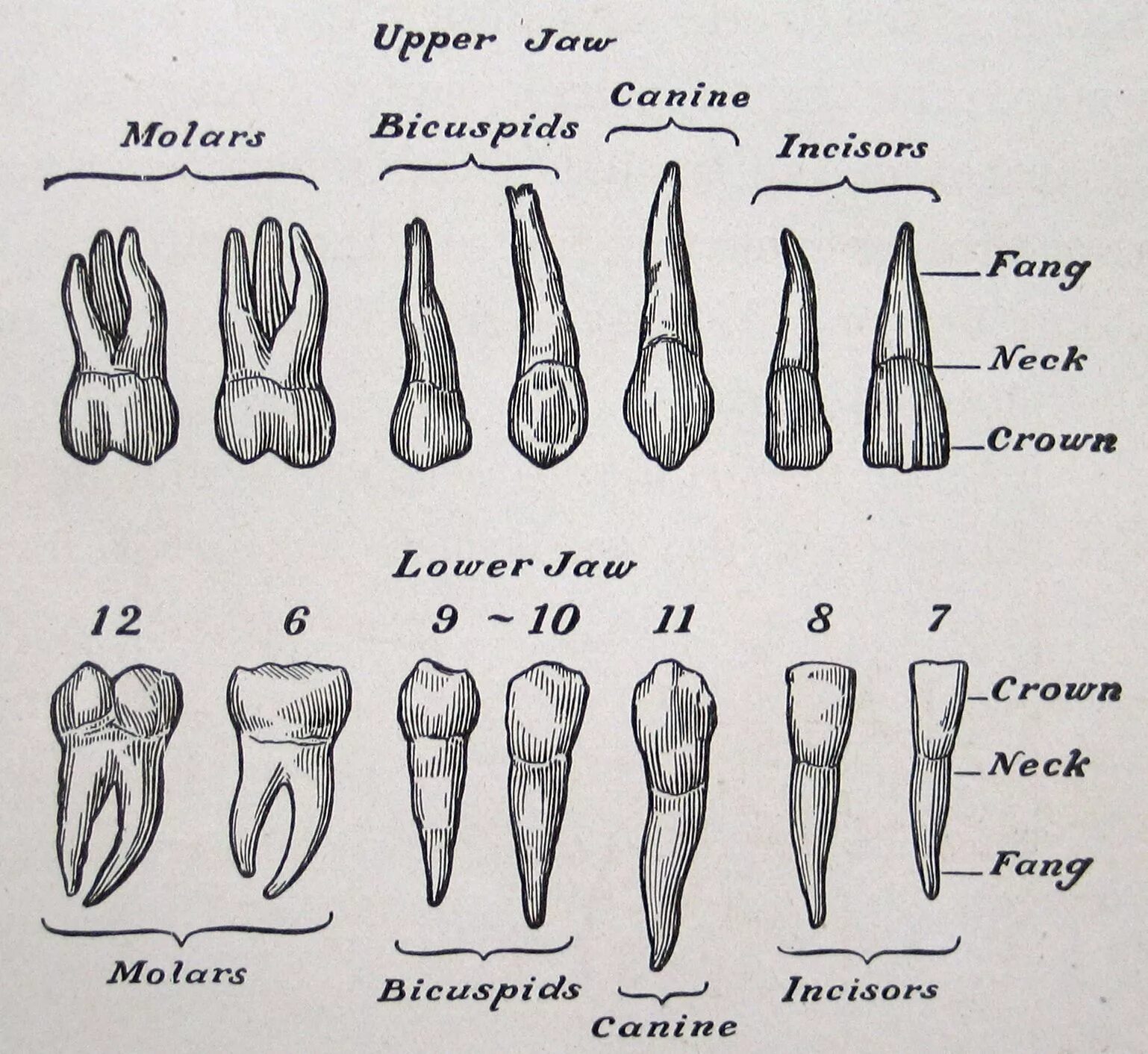 Резцы фото зубы где teeth, vintage anatomical illustration, from The Human Body & Health, 1910 (via 