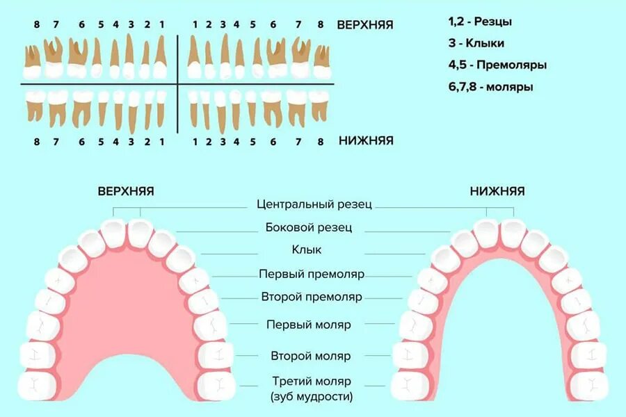 Резцы фото зубы где Лечение периодонтита зуба в Королёве - цена в стоматологии Альфа-Дент