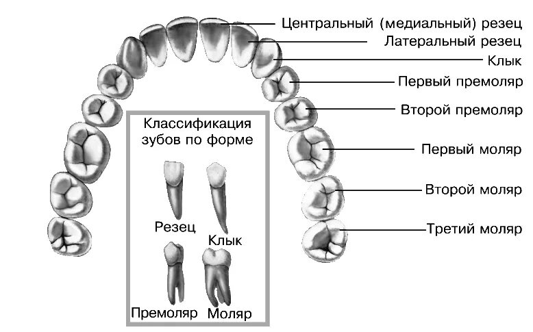 Резцы передние на верхней челюсти высокие фото ЗУБЫ это... Что такое ЗУБЫ?