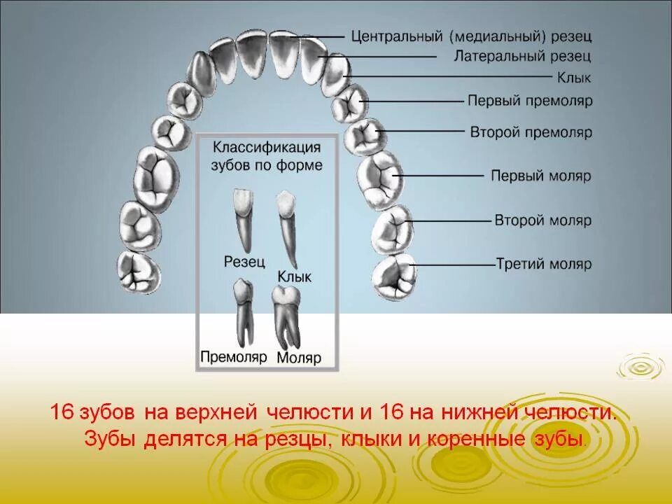 Резцы передние на верхней челюсти высокие фото Влад Бахов. Еще ничего не закончилось - Страница 21 - Наше дело - Криминалист. К