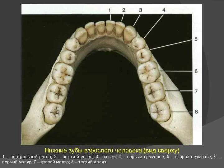 Резцы передние на верхней челюсти высокие фото Зуб 5 верхний