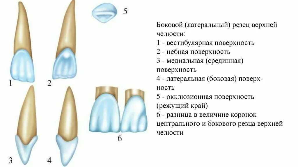 Резцы передние на верхней челюсти высокие фото Резцы верхней челюсти поверхности