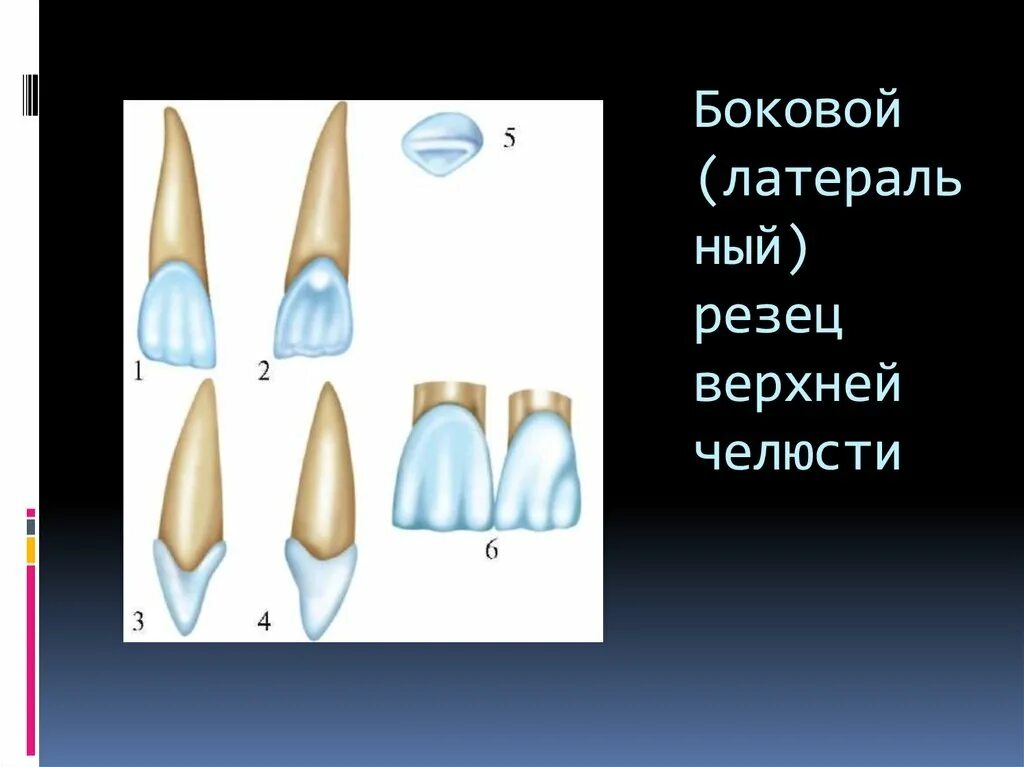 Резцы передние на верхней челюсти высокие фото Анатомия верхних центральных резцов: найдено 79 изображений