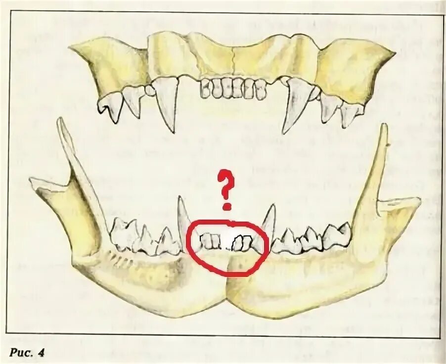 Резцы у котят фото Ответы Mail.ru: У кота отсутствуют два нижних резца. Дефект?