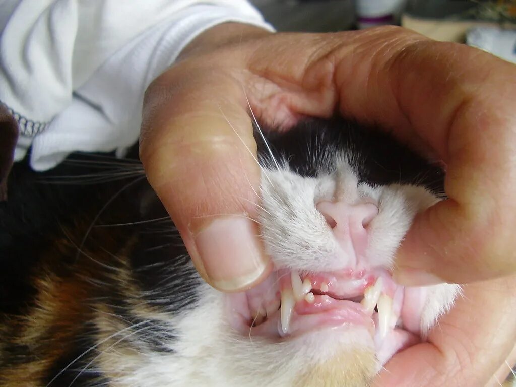 Резцы у котят фото Tabby's missing front teeth I decided to check my cat's mo. Flickr